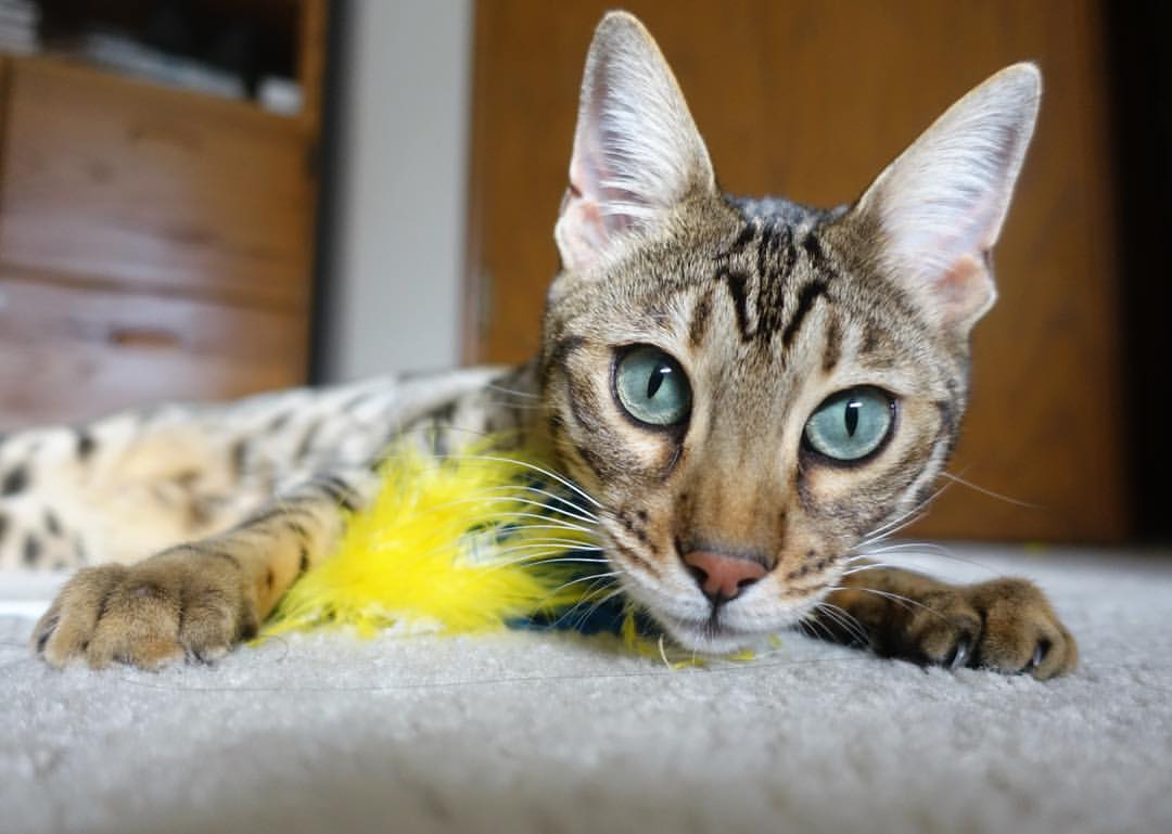 国家队年轻化是否只是表面现象,国家青年队年龄要求